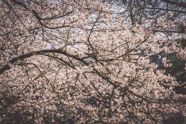 Sakura άνθη κερασιάς ανθίζουν στο Prince Bay Park στη Χανγκζού, Κίνα — Φωτογραφία Αρχείου