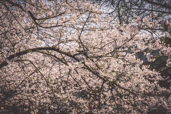 樱花在中国杭州王子湾公园盛开 — 图库照片