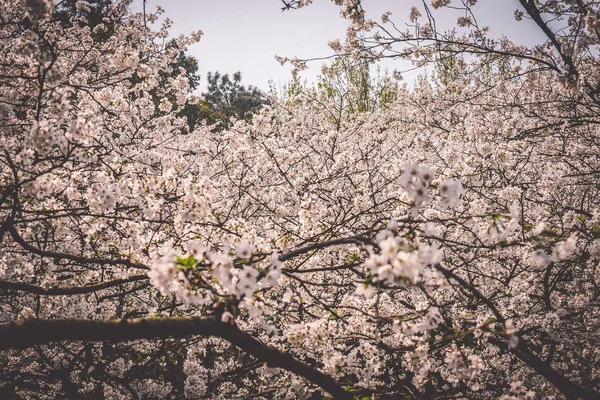 樱花在中国杭州王子湾公园盛开 — 图库照片