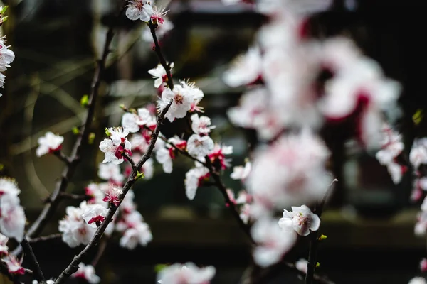Takken Van Sakura Kersenbloesems Bloemen Bloei Shanghai China — Stockfoto