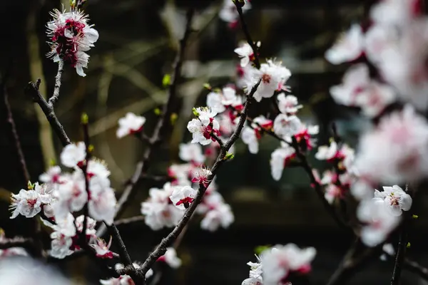 上海盛开的樱桃花枝条 — 图库照片