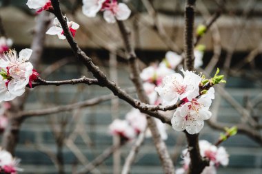 Sakura kiraz dalları Şangay 'da çiçek açar, Çin' de.