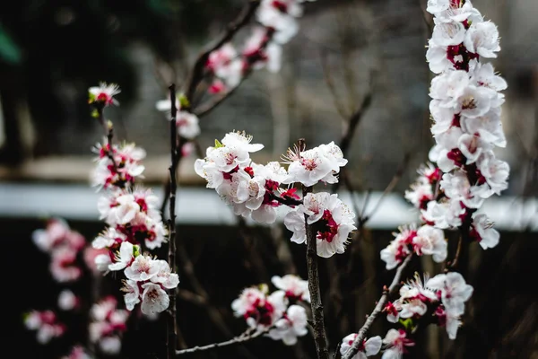 Κλαδιά Από Άνθη Κερασιάς Sakura Ανθίζουν Στη Σανγκάη Της Κίνας — Φωτογραφία Αρχείου