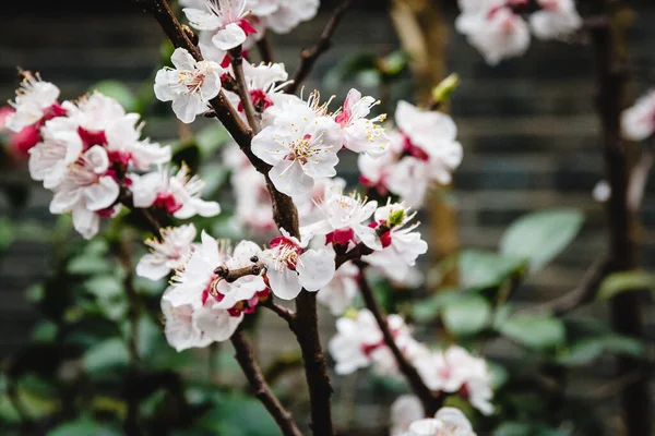 上海盛开的樱桃花枝条 — 图库照片