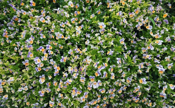 Flores Como Pano Fundo Bela Composição Natural Hora Verão — Fotografia de Stock