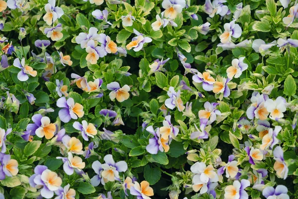 Flowers as a background. Beautiful natural composition at the summer time