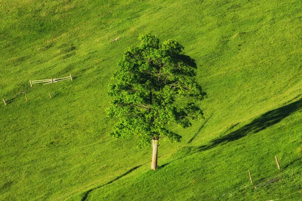 Drzewa Wzgórzu Góry Czas Rano Piękne Krajobrazy Okresie Letnim — Zdjęcie stockowe