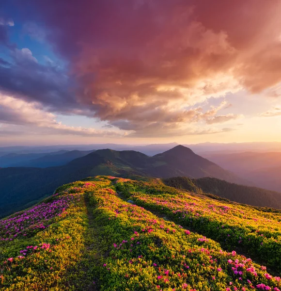 Montagne Durante Fiori Fioriscono Sorgere Del Sole Bellissimo Paesaggio Naturale — Foto Stock