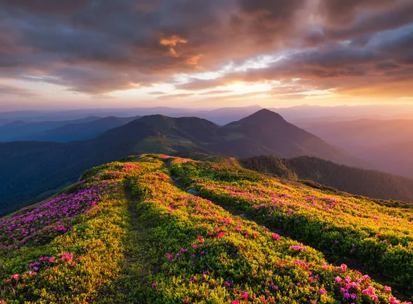 Hory Během Květu Květiny Sunrise Krásné Přírodní Krajině Letní Čas — Stock fotografie