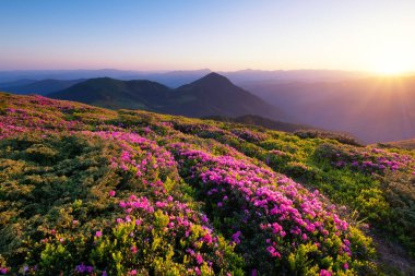 Dağlar çiçek blossom ve gündoğumu sırasında. Yaz saati itibariyle güzel doğal peyzaj