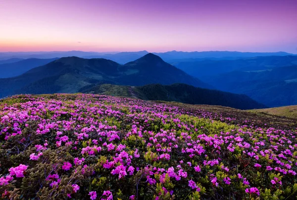 Mountains Flowers Blossom Sunrise Beautiful Natural Landscape Summer Time — Stock Photo, Image