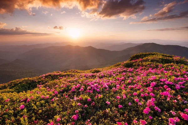 Montanhas Durante Flores Florescer Nascer Sol Bela Paisagem Natural Hora — Fotografia de Stock