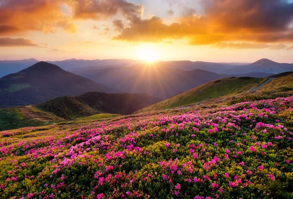 Berge Während Blumen Blühen Und Sonnenaufgang Schöne Naturlandschaft Zur Sommerzeit — Stockfoto