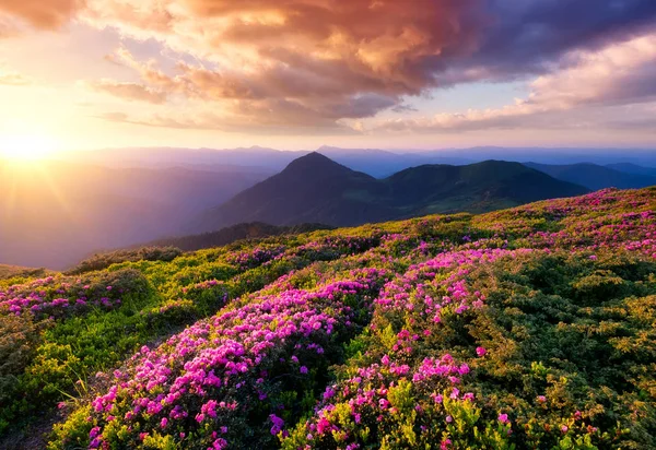 Montanhas Durante Flores Florescer Nascer Sol Bela Paisagem Natural Hora — Fotografia de Stock