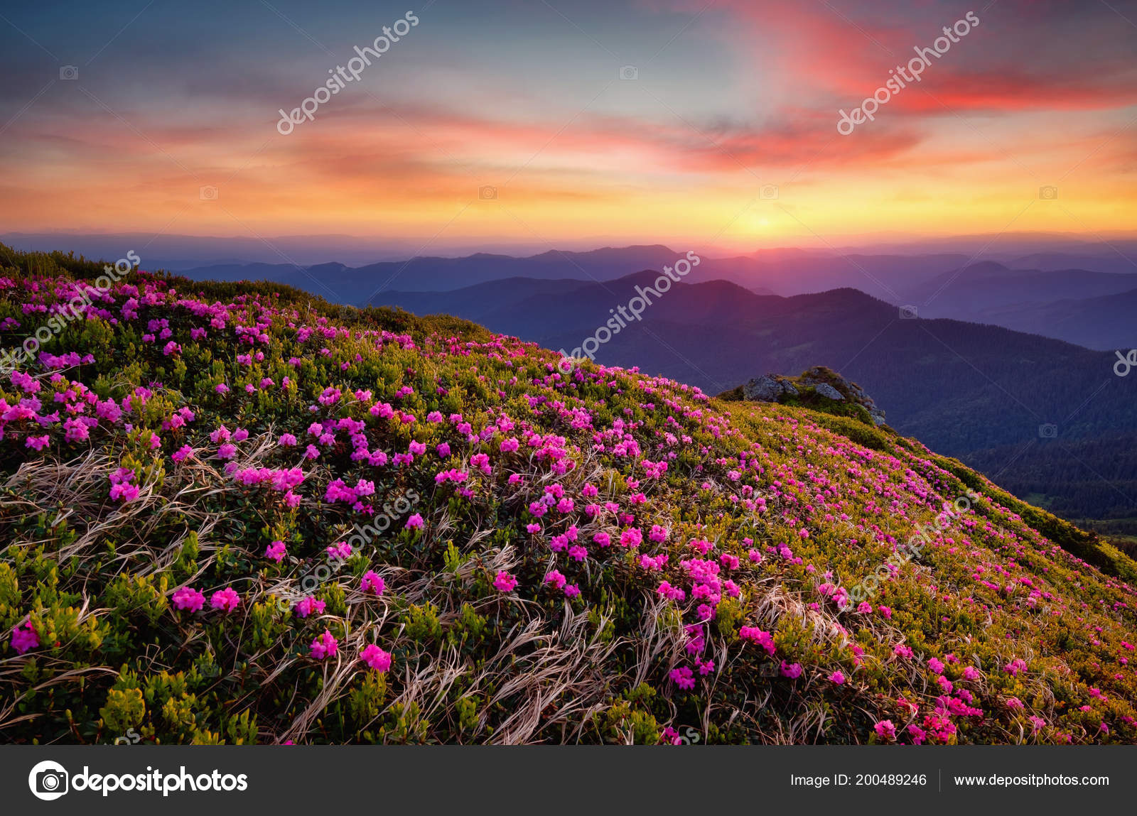 花が咲くと日の出の山々 夏の時間で美しい自然の風景 ストック写真 C Biletskiy E