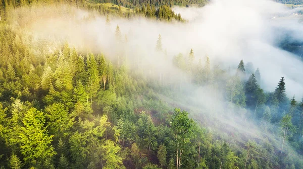 Luftaufnahme Des Waldes Nebel Wunderschöne Natürliche Luftlandschaft Zur Sommerzeit — Stockfoto