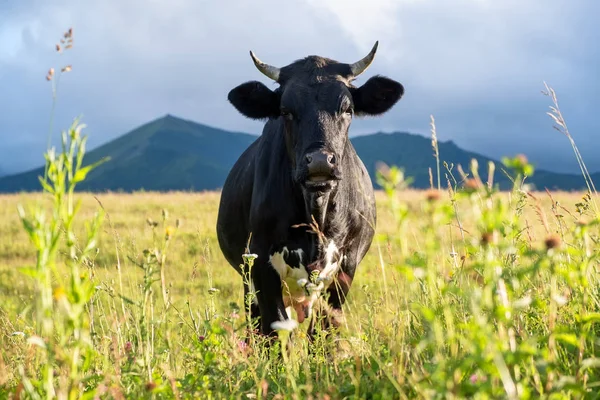 Cow Field Composition Animal Farm — Stock Photo, Image