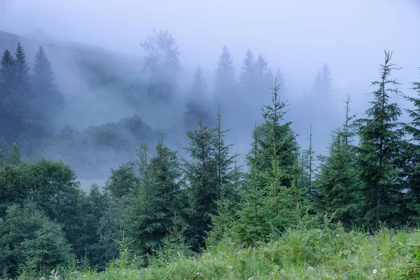 霧山谷 美しい自然の風景夏日の出時 — ストック写真