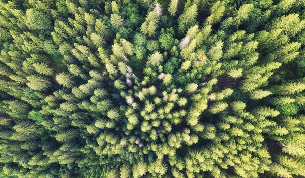 背景として森林 空気からの自然な背景 — ストック写真