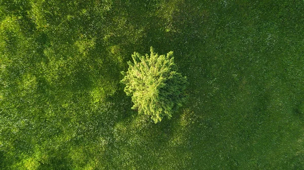 フィールド上だけでツリー 空気からの農業景観 — ストック写真