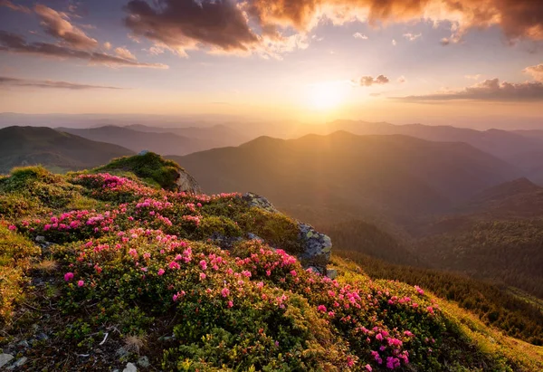 Berge Während Blumen Blühen Und Sonnenaufgang Schöne Naturlandschaft Zur Sommerzeit — Stockfoto