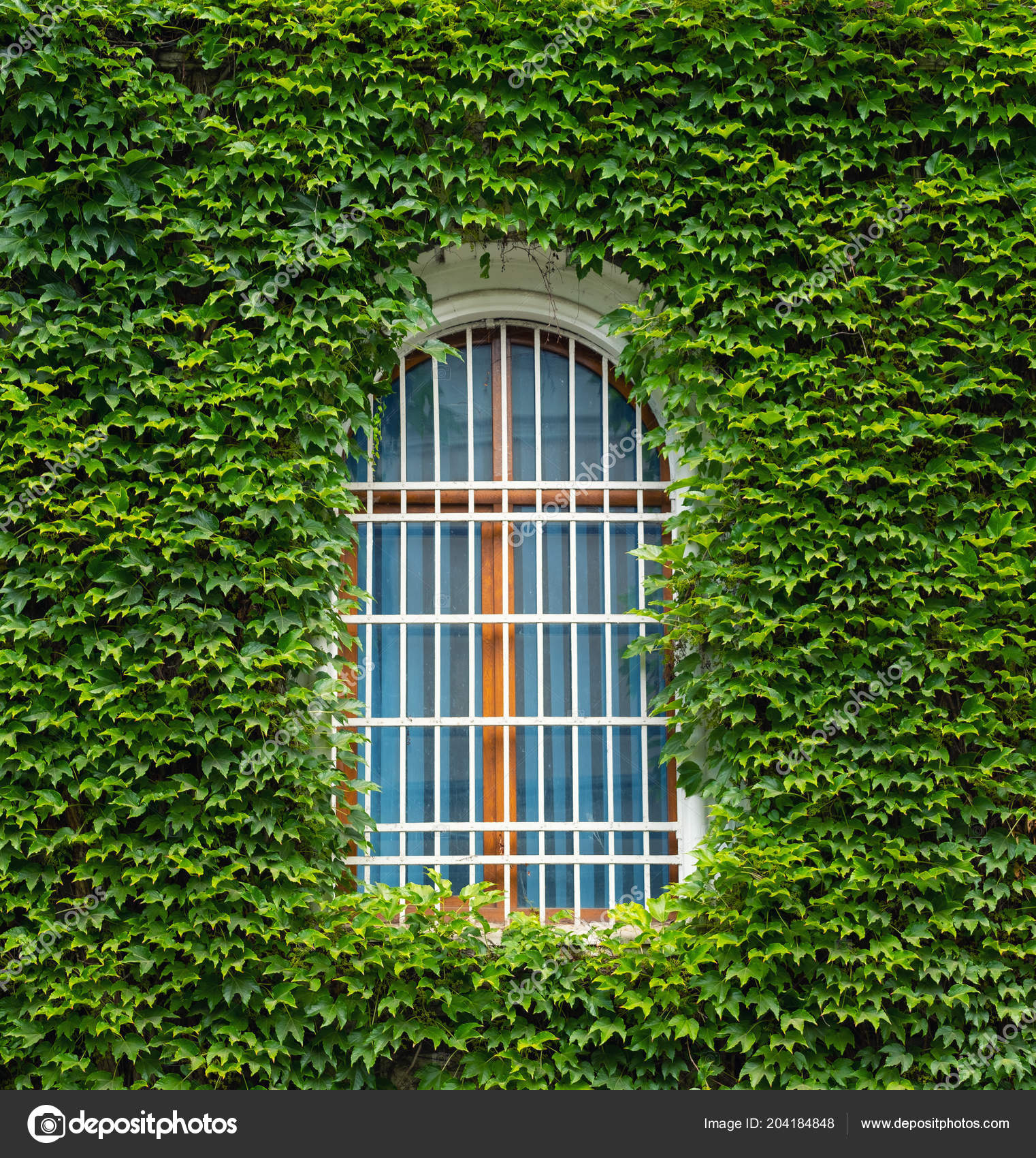 壁と窓のツタ 概念と背景のためのアイデア ストック写真 C Biletskiy E