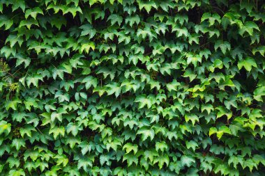 Duvardaki sarmaşık. Kavram ve arka plan için fikir