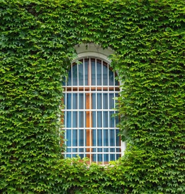 Sarmaşık duvar ve pencere. Kavram ve arka plan için fikir