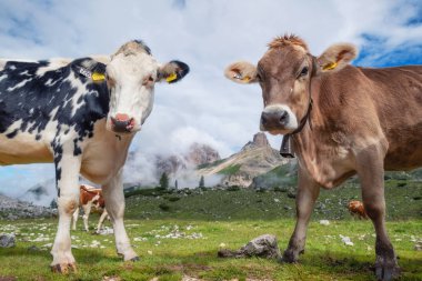 Komik inekler sahada. Dolomit Alps, İtalya için çiftlikte hayvan ile kompozisyon. Yaz saati sahasının hayvan