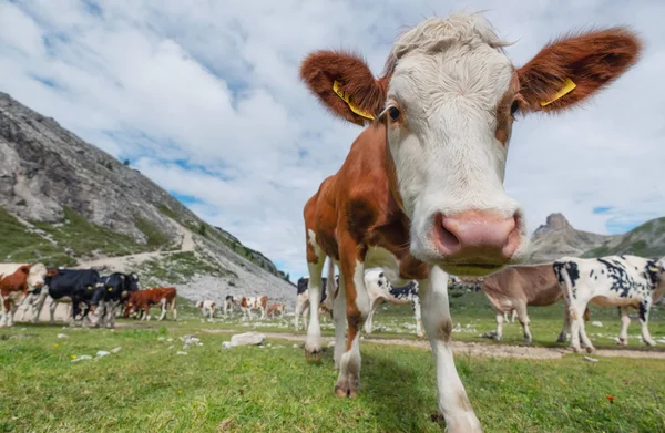 Funny cow on the field. Composition with animal on the farm in the Dolomite Alps, Italy. Animal on the field at the summer time