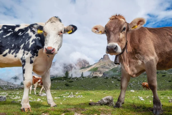 Vacas graciosas fotos de stock, imágenes de Vacas graciosas sin royalties | Depositphotos Vacas graciosas fotos de stock, imágenes de Vacas graciosas sin royalties | Depositphotos