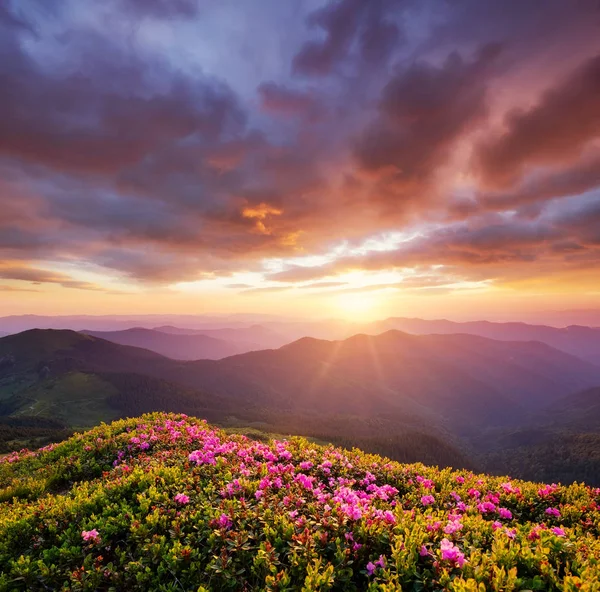Βουνά Κατά Διάρκεια Λουλούδια Ανθίζουν Και Την Ανατολή Του Ηλίου — Φωτογραφία Αρχείου