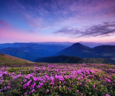 Dağlar çiçek blossom ve gündoğumu sırasında. Dağ tepelerde çiçekler. Güzel doğal peyzaj yaz zaman. Doğal arka plan