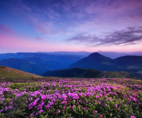Mountains during flowers blossom and sunrise. Flowers on the mountain hills. Beautiful natural landscape at the summer time. Natural background