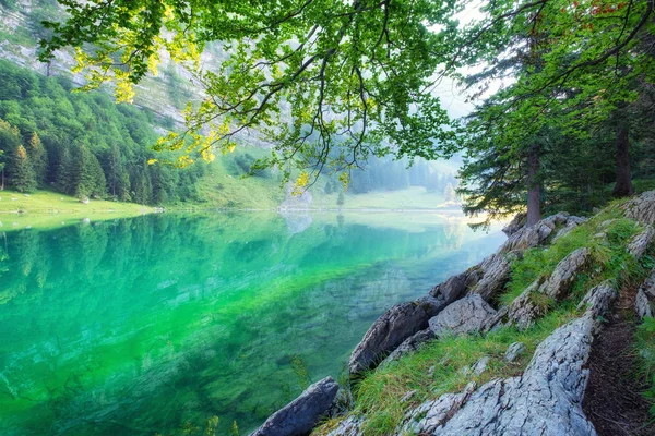 Wald Und See Schweizer Gebirgstal Baum Und Wasser Naturlandschaft Swotzerland — Stockfoto