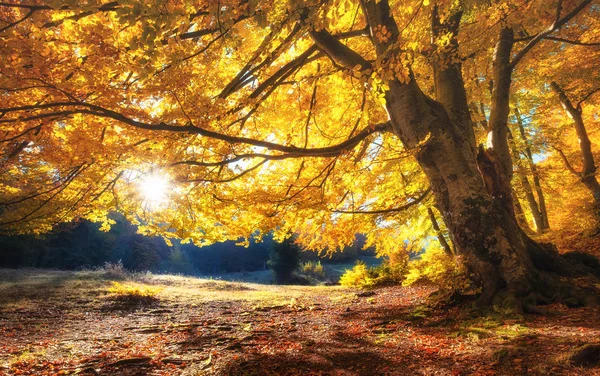 Stralen Van Zon Door Herfst Bomen Natuurlijke Herfst Landschap Het — Stockfoto