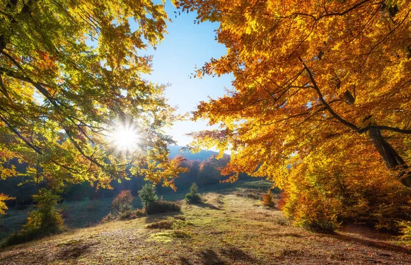 Raios Solares Através Árvores Outono Paisagem Natural Outono Floresta Floresta — Fotografia de Stock