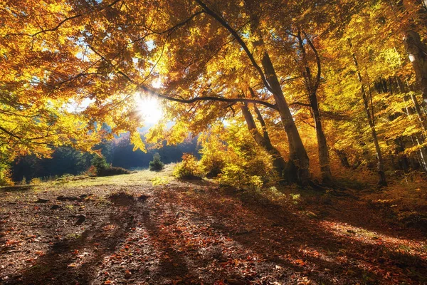 Raios Solares Através Árvores Outono Paisagem Natural Outono Floresta Floresta — Fotografia de Stock