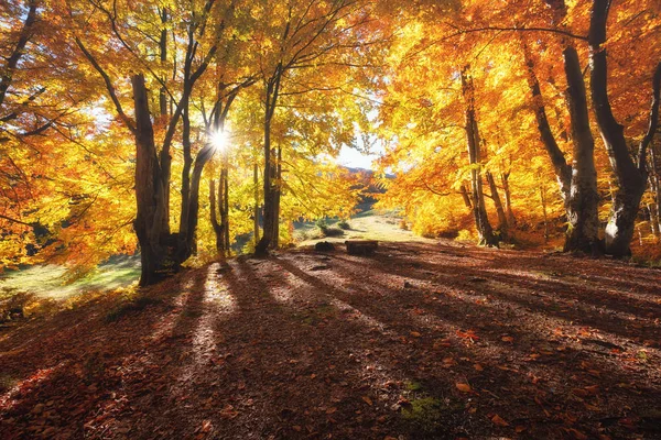 阳光透过秋天的树木 森林中的自然秋景 秋天的森林和太阳为背景 秋天的自然 — 图库照片