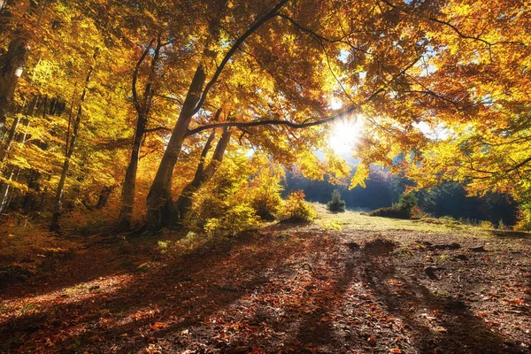 Сонячні Промені Крізь Осінні Дерева Природний Осінній Пейзаж Лісі Осінній — стокове фото