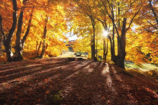 秋の木々 を通して太陽光線 森の自然の秋風景 秋の森と背景として太陽 秋の時間の自然 — ストック写真