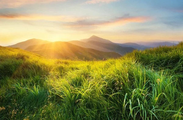 Bergtal Bei Sonnenuntergang Feld Mit Frischem Gras Und Den Bergen — Stockfoto