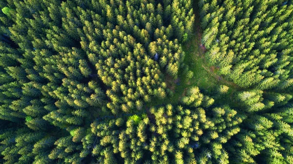 夏の森の空中写真 空気から美しい自然の風景 ドローンから背景として緑の森 — ストック写真