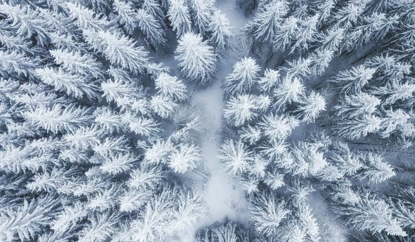 Letecký Pohled Zimní Les Borovice Jako Pozadí Zimní Krajina Vzduchu — Stock fotografie