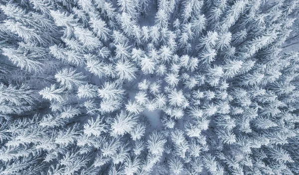 冬季森林的空中风景 松树作为背景 来自空中的冬季风景 自然森林背景 无人机的森林背景 — 图库照片
