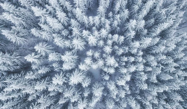 Vista Aérea Bosque Invierno Pinos Como Fondo Paisaje Invernal Desde — Foto de Stock