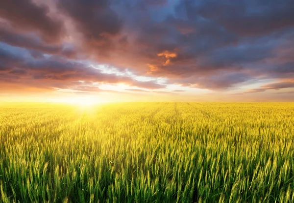 日落时的田野 农业风景在夏天时间 以工业景观为背景 日落时的农场景观 — 图库照片