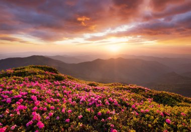 Dağlar çiçek blossom ve gündoğumu sırasında. Dağ tepelerde çiçekler. Güzel doğal peyzaj yaz zaman. Doğal arka plan