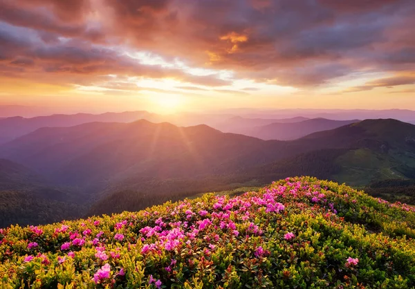 花が咲くと日の出の山々 山の丘の上の花 夏の時間で美しい自然の風景 自然の背景 — ストック写真