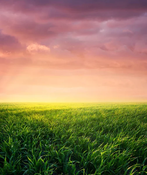 Gras Het Veld Tijdens Zonsopgang Agrarische Landschap Aan Zomertijd Landbouw — Stockfoto